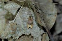 Eucosmomorpha albersana