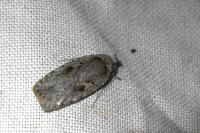 Agonopterix ocellana
