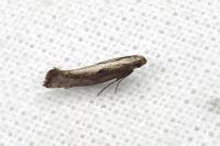 Acrolepiopsis vesperella
