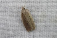 Agonopterix
