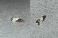 Notocelia cynosbatella