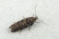 Teleiopsis diffinis