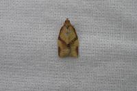 Clepsis consimilana