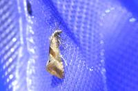 Cochylis