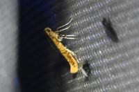 Caloptilia rufipennella