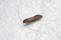 Nematopogon