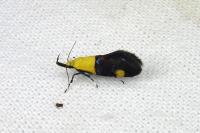 Oecophora bractella