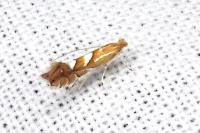 Phyllonorycter belotella