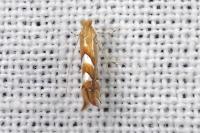 Phyllonorycter belotella