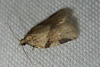 Clepsis spectrana