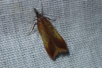 Dichomeris ustalella