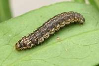 Anchinia cristalis