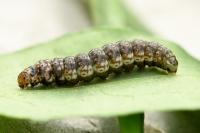 Anchinia cristalis
