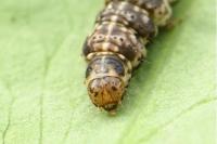 Anchinia cristalis