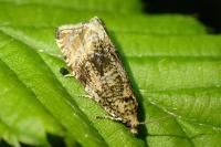 Celypha lacunana