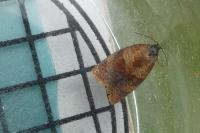 Cacoecimorpha pronubana