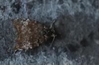 Choreutis pariana