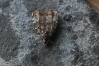 Choreutis pariana
