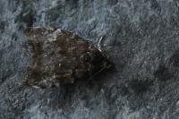Choreutis pariana