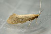 Nematopogon swammerdamella