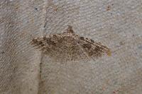 Alucita hexadactyla