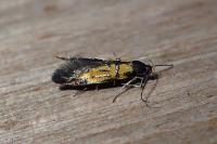 Schiffermuelleria schaefferella