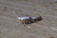 Argyresthia spinosella