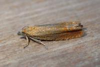 Lathronympha strigana