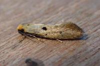 Tinea trinotella