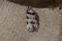 Pseudotelphusa scalella