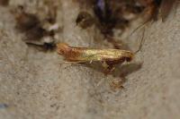 Caloptilia robustella