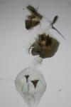 Epiblema cirsiana