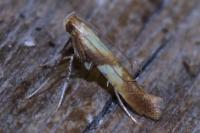 Caloptilia alchimiella