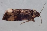 Endothenia marginana