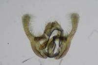 Endothenia marginana