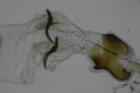 Mompha epilobiella