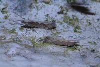 Plutella xylostella