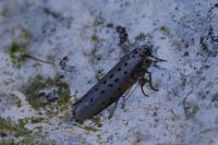 Yponomeuta sedella