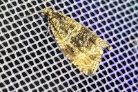 Celypha lacunana