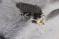 Celypha lacunana