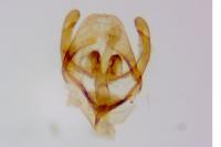 Rebelia plumella surientella