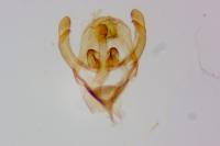 Rebelia plumella surientella