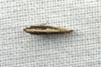 Acrolepiopsis vesperella