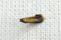 Coptotriche marginea