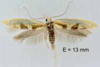 Argyresthia pygmaeella