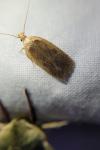 Agonopterix