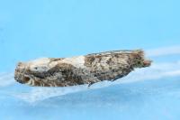Crocidosema plebejana