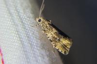 Celypha lacunana