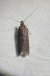 Neofaculta ericetella