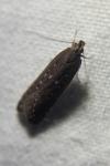 Neofaculta ericetella